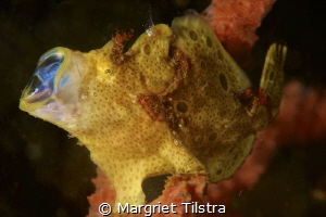 Yawning frogfish
Nikon D750, Nikkor 105mm, ISO 100, f22,... by Margriet Tilstra 